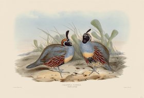 17 Gambel's partridge