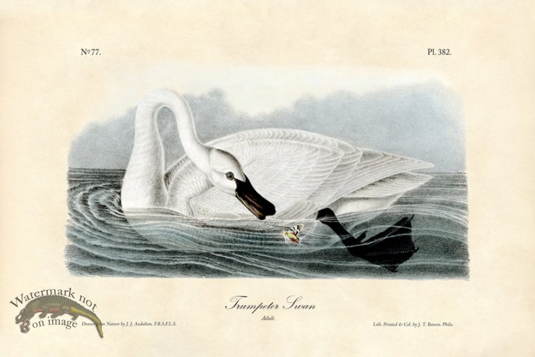 (image for) Trumpeter Swan
