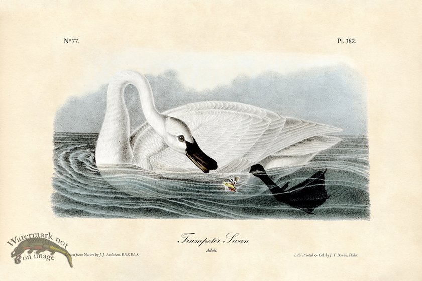 (image for) Trumpeter Swan