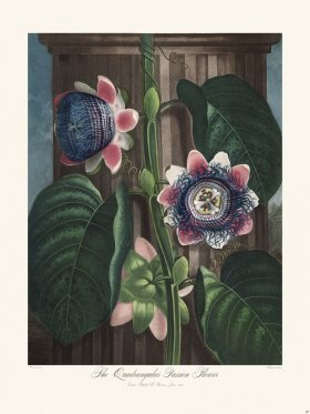 20 The Quadrangular Passion Flower