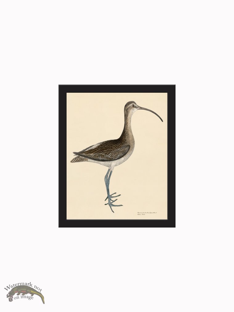 (image for) Rudbeck CFA_BF 300 Eskimo Curlew - Click Image to Close