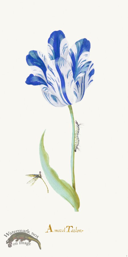 (image for) Blue Tulip 01