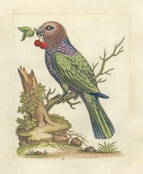 (image for) Edwards Parrot 19.jpg