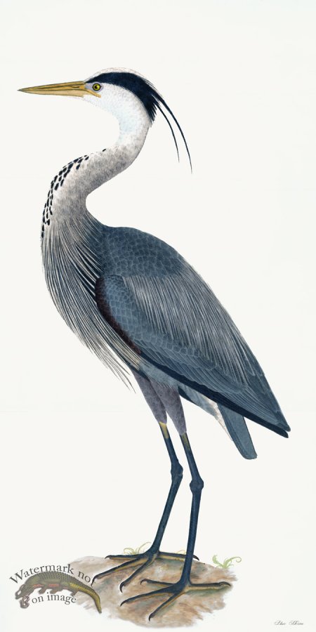 (image for) Rudbeck 036 Blue Heron 20x40