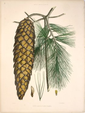 (image for) Lawson Pine Cone 03