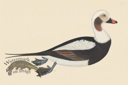 (image for) Rudbeck CFA 255 Long tail Duck M