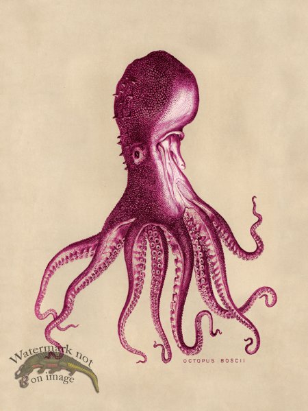 (image for) Octopus Pink 16