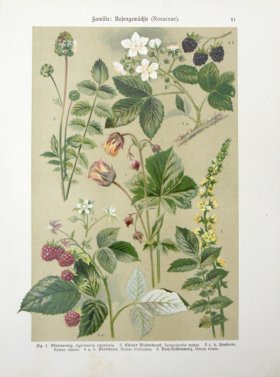 Botanical Atlas 1911 21