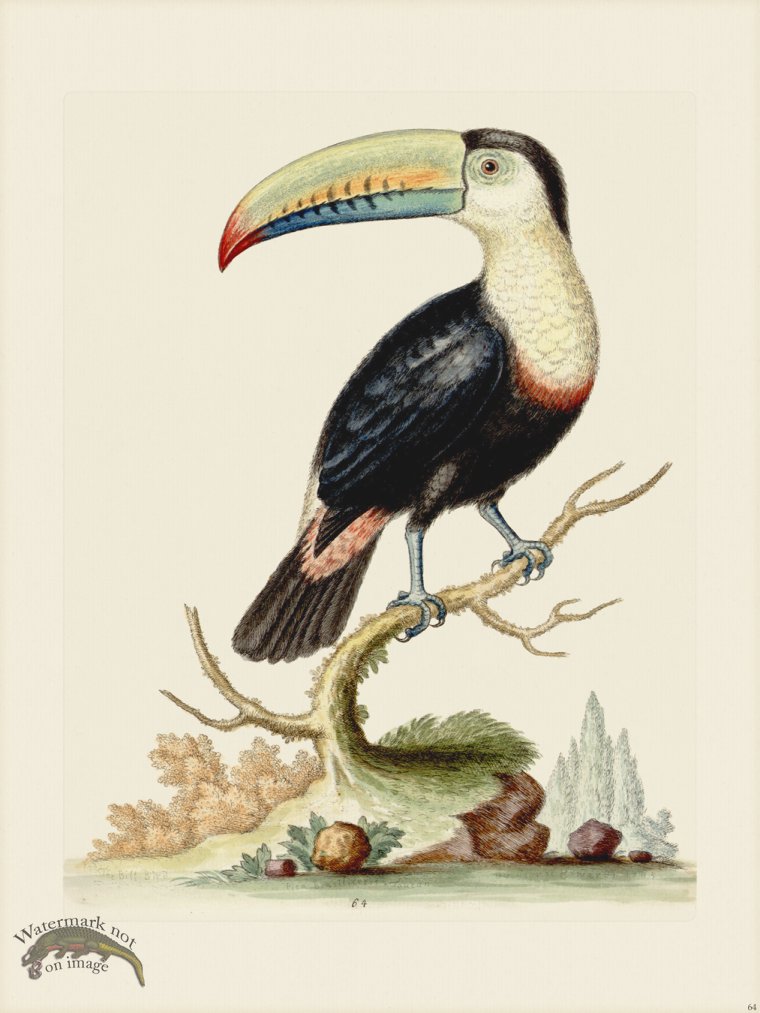 Edwards 064 Toucan