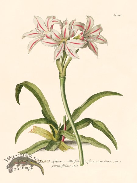 (image for) Trew Botanical 13