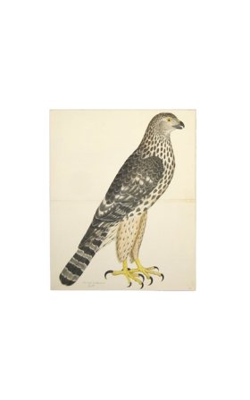 GOSHAWK, JUV. FEMALE, NORTHERN TYPE . PL 32