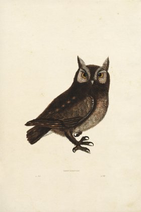 KO 11 Eastern Screech Owl