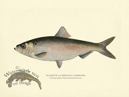 (image for) Alewife or Branch Herring