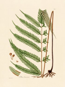 Hooker Fern 05