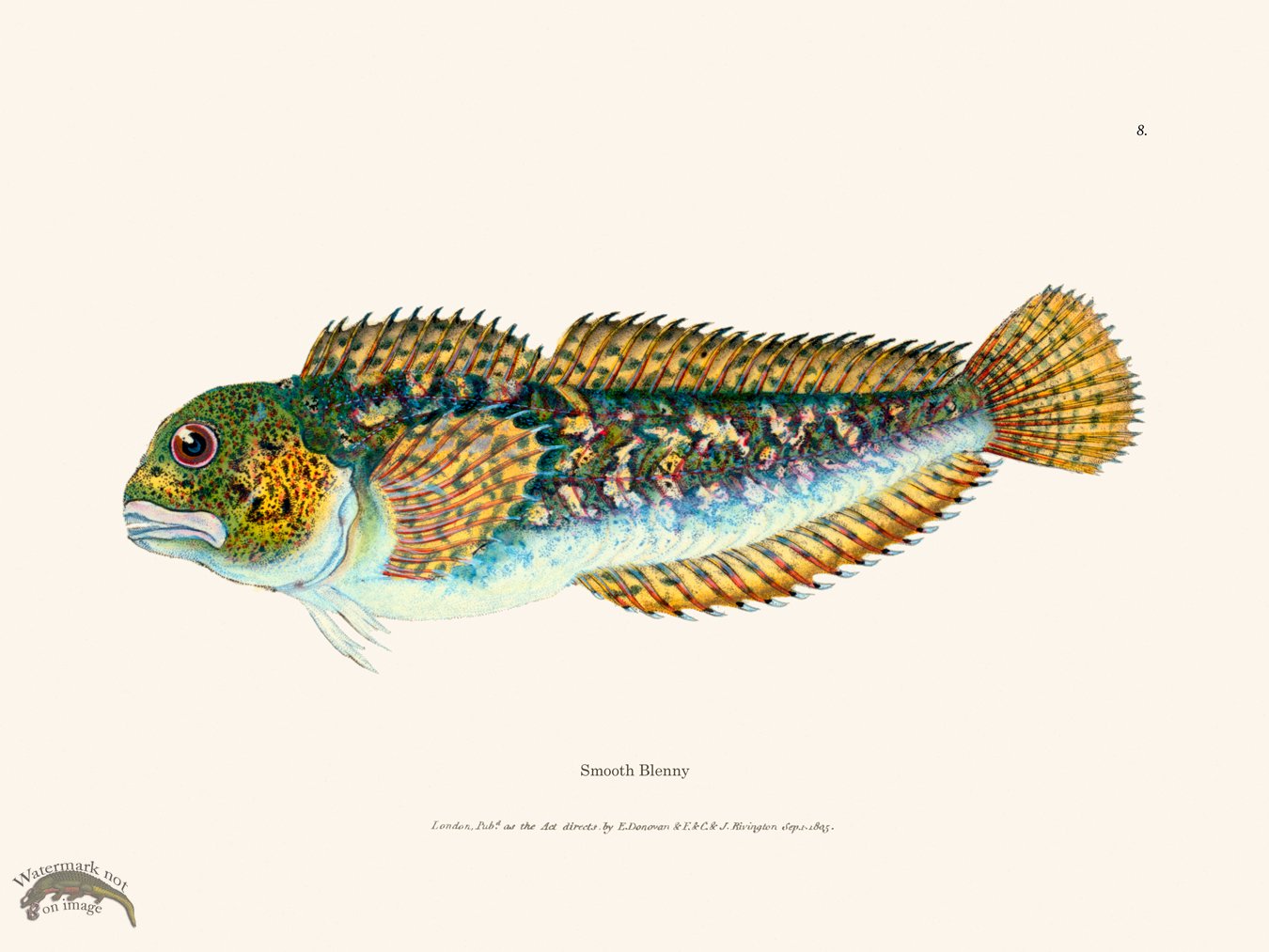 (image for) 008 Smooth Blenny