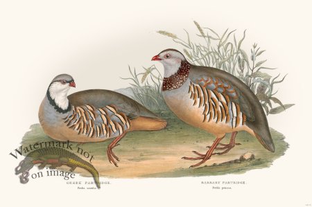 (image for) Gould Game Bird 038