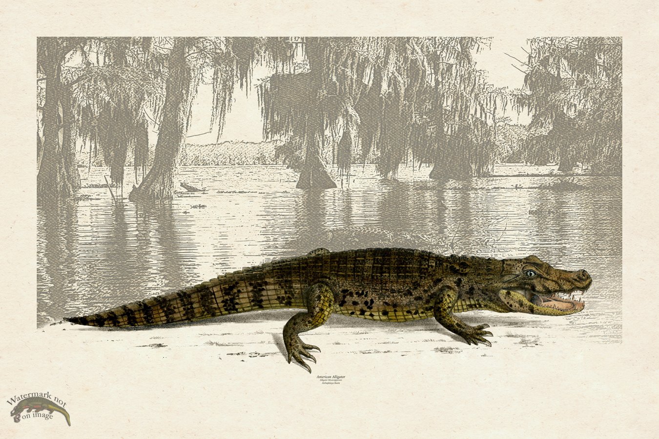 American Alligator