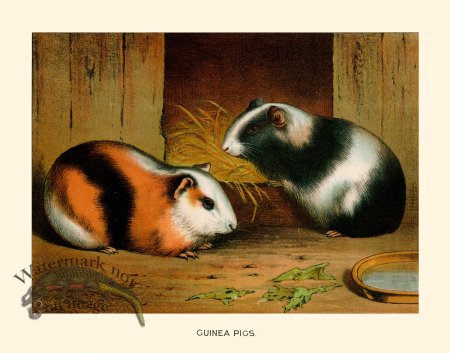 (image for) CP 07 Guinea Pig