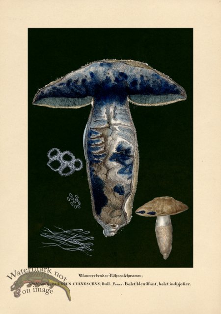 (image for) Beths Shrooms 01