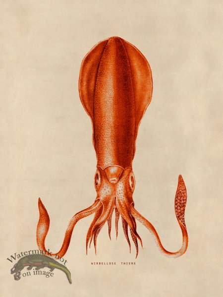 (image for) Octopus Orange 27