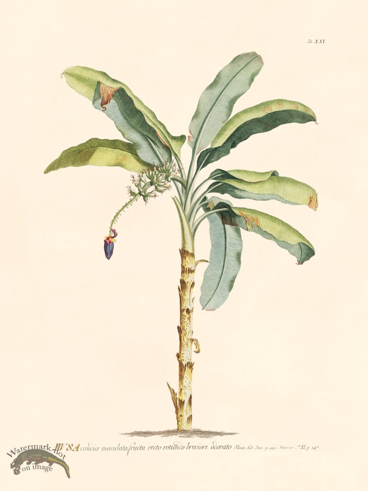 (image for) Trew Botanical 21