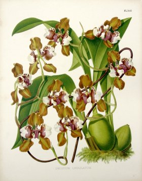 (image for) Linden Orchids 08