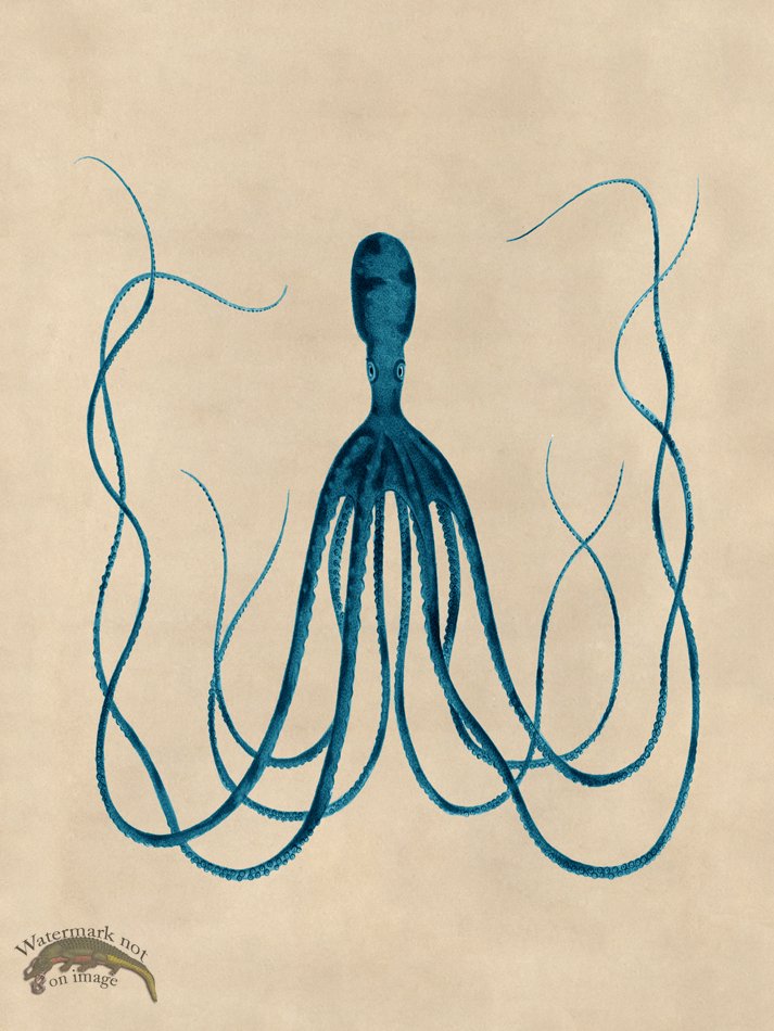 (image for) Octopus Teal 23