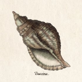 Merian Shell 14