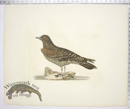 (image for) Artic Skua