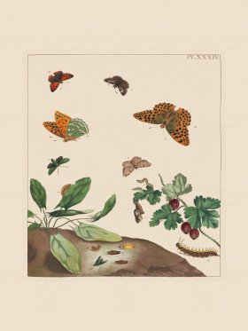 (image for) Moses Harris Insects 34