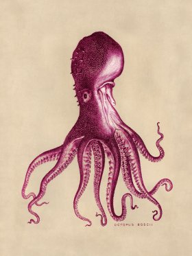 Octopus Pink 16