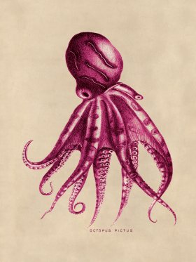 Octopus Pink 10