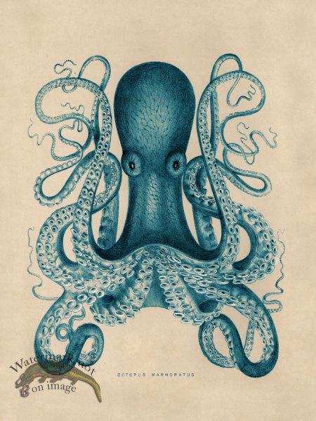 (image for) Octopus Teal 01