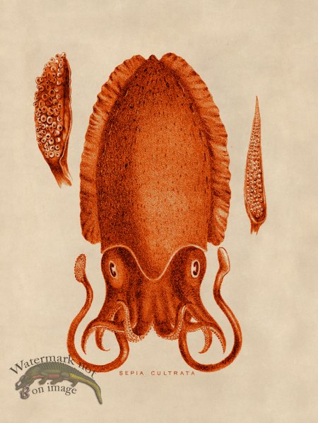 (image for) Octopus Orange 11