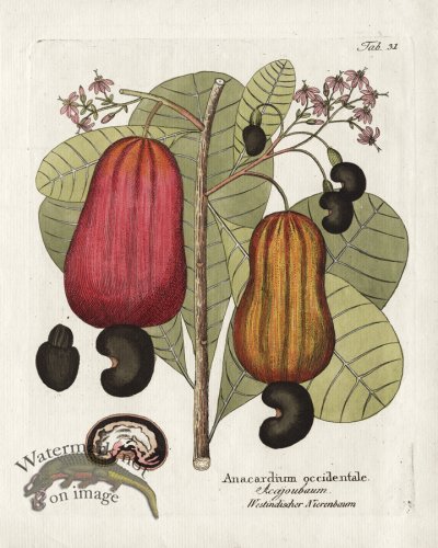 Cashew