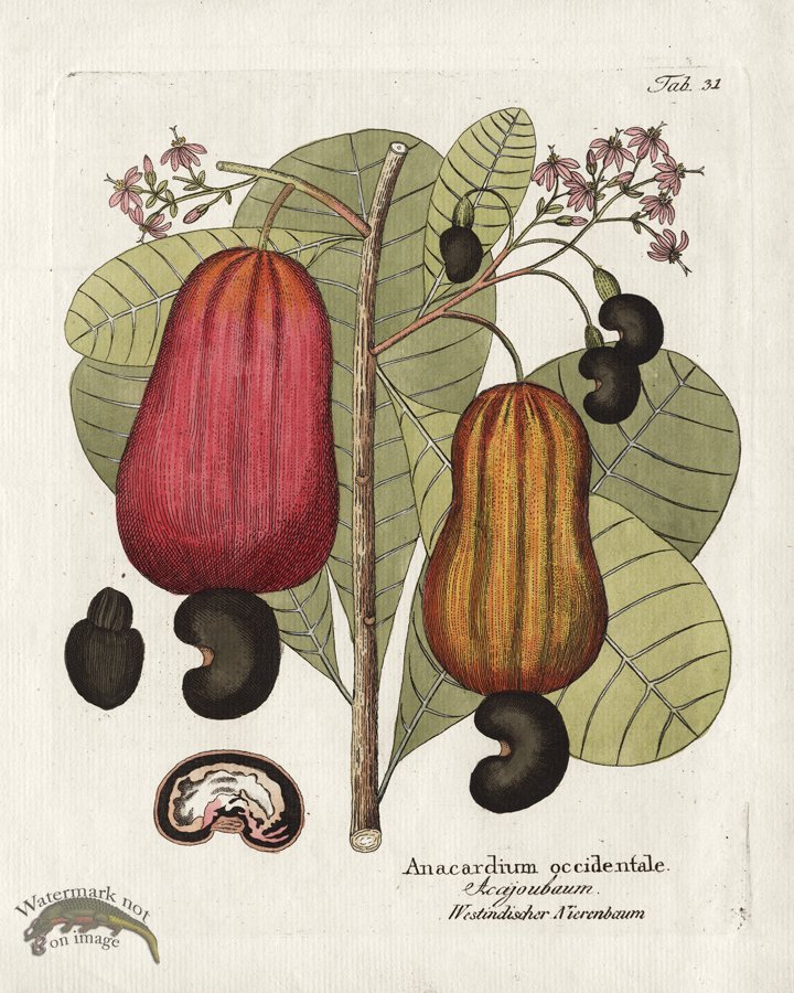 (image for) Cashew