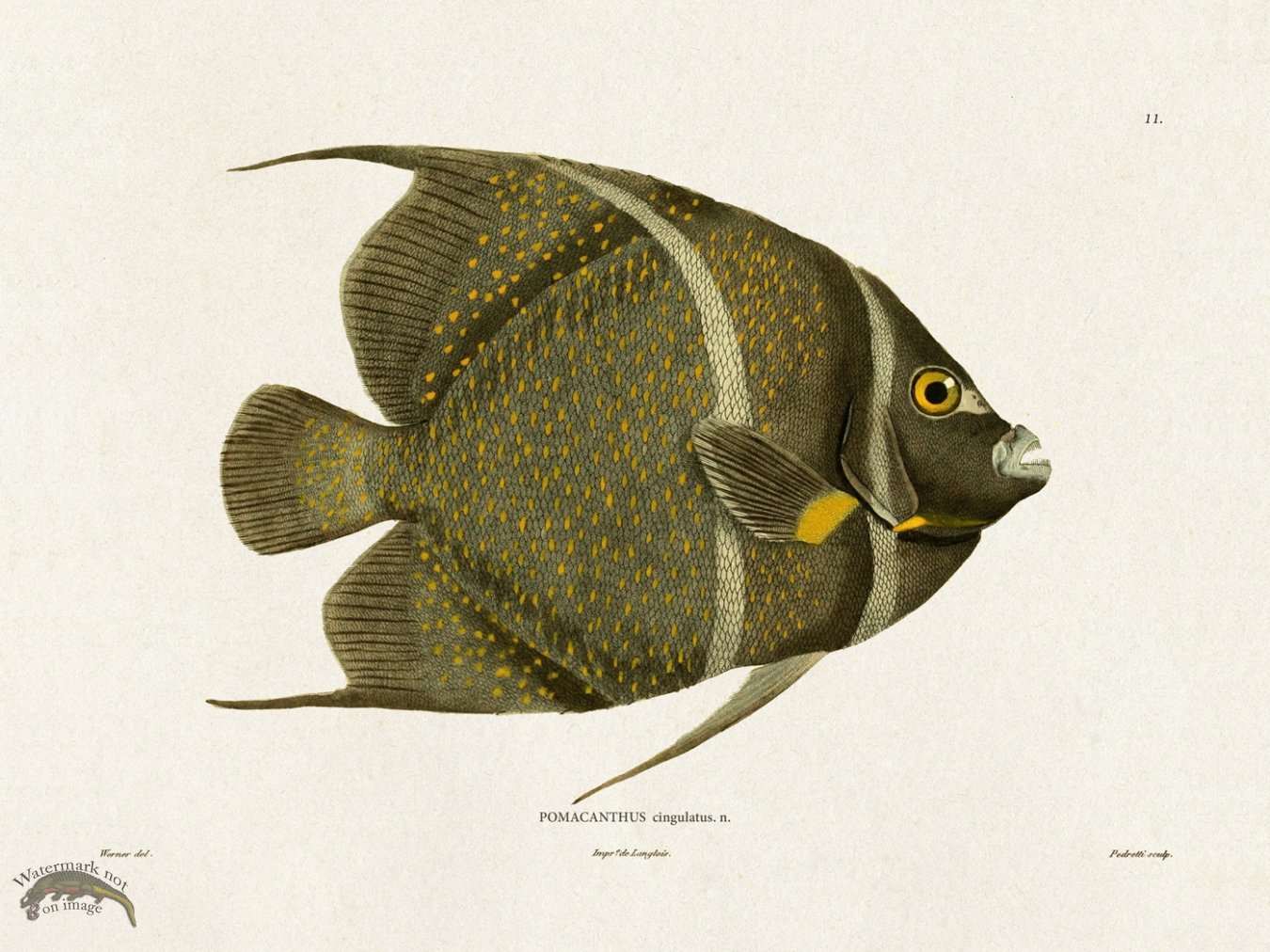 Werner Fish 011