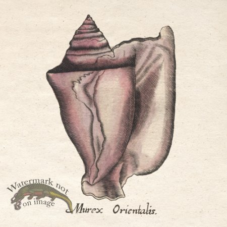 (image for) Merian Shell 2