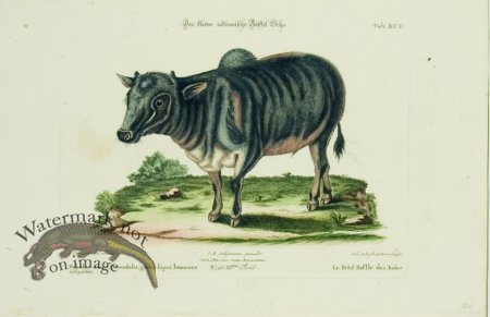 (image for) SSM 08 Le Petit Buffle des Indes (Little Indian Buffalo)