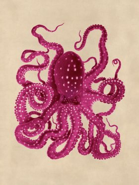 Octopus Pink 26