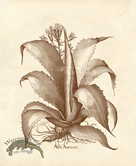 (image for) Besler 06 Aloe