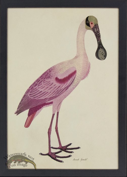 Tribute BFs 02 -- Spoonbill