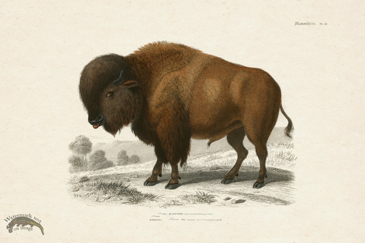 FNH 18 Buffalo Bison