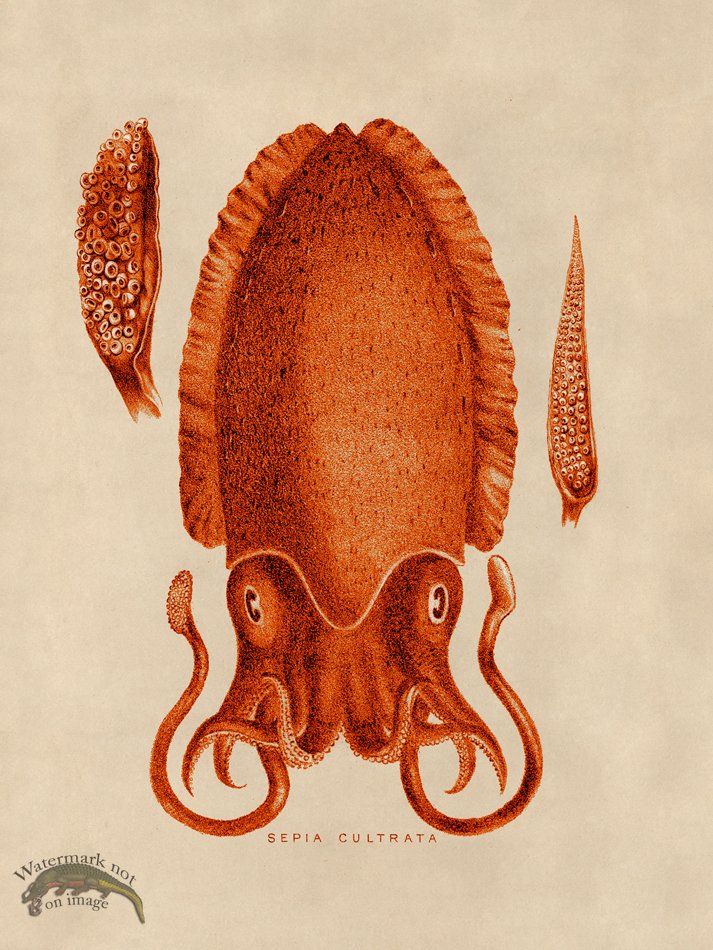 (image for) Octopus Orange 11