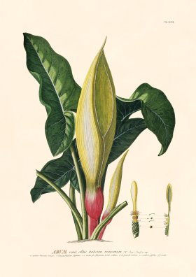 (image for) Trew Botanical 56