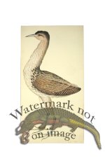 EUROPEAN BITTERN . PL 4