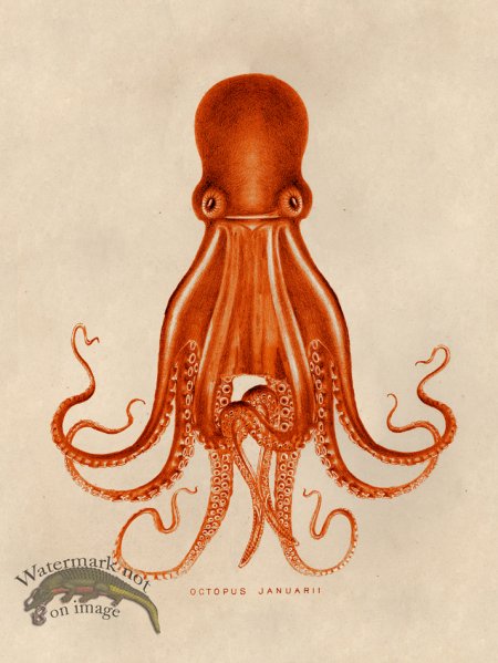 (image for) Octopus Orange 07