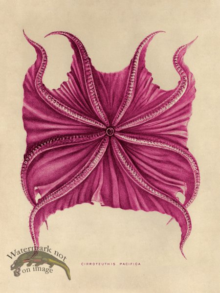 (image for) Octopus Pink 06