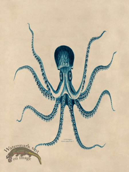 (image for) Octopus Teal 24