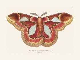 230 Moth Erycina